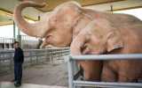 Birmania captura a su noveno elefante blanco