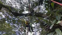 Google Maps ahora te lleva de tour por la Selva Amazónica