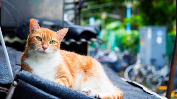 ¿Amante de los gatos? Conoce esta isla gobernada por ellos