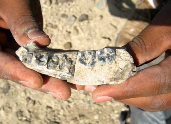 Hallan el fósil más antiguo del género "Homo"