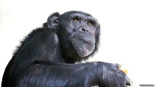 Los chimpancés se las rebuscan para llamar la atención de las hembras.