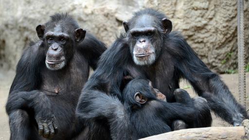 Los chimpancés pueden llegar a rasgar hasta 10 o 12 hojas para llamar la atención de las hembras.