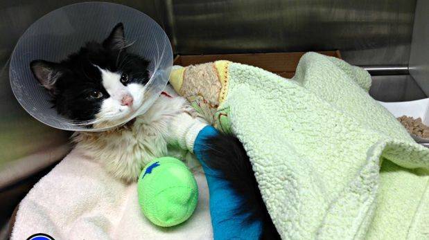 Facebook: recaudan US$20 mil para ayudar a gato maltratado
