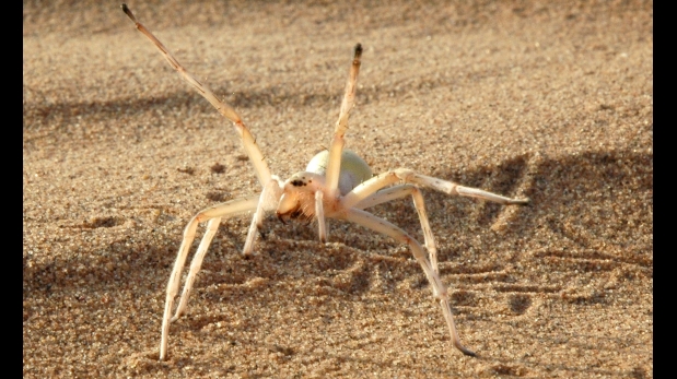 Una araña acrobática: ‘Cebrennus rechenbergi’ (Marruecos) (Foto: Reuters)