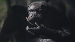 Chimpancés en estado salvaje consumen alcohol de palma