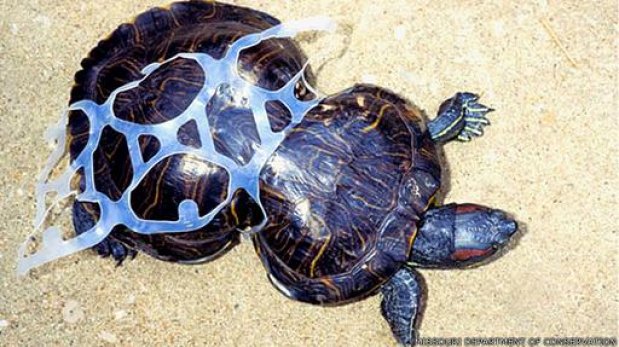 El increible caso de la tortuga