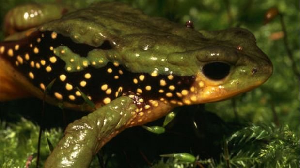 Sapo peruano integra lista de especies en peligro de extinción