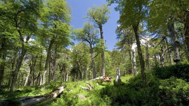 Resultado de imagen para inventario forestal