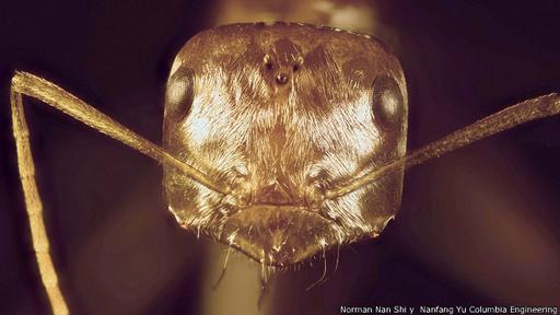 La hormiga plateada del Sahara logra sobrevivr en temperaturas que matan a la mayoría de los animales.