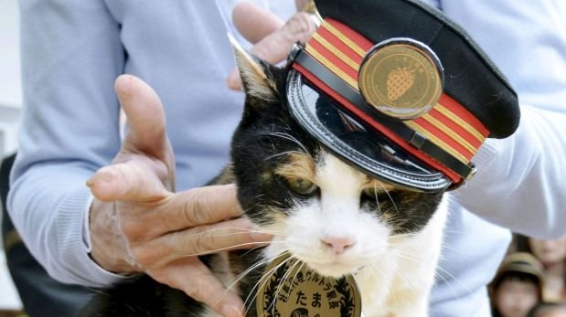 Japón llora la muerte de Tama, la gata jefe de estación de tren