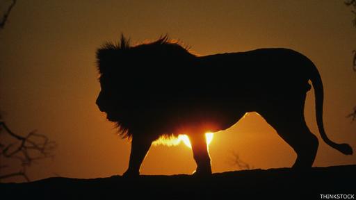 Los leones nos siguen cautivando pero al que más apreciábamos lo matamos.