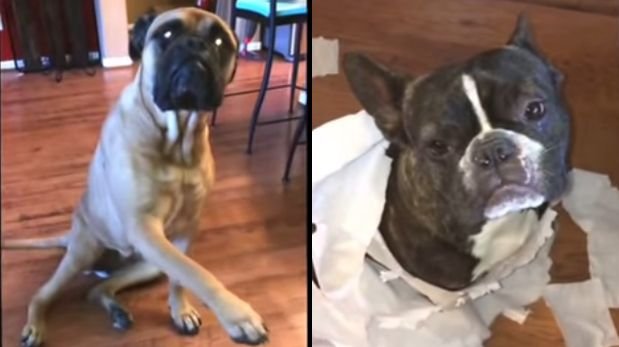 Perro señala a su amigo para culparlo por destrozos [VIDEO]