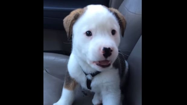 Pequeño perro sufre por primera vez efectos del hipo [VIDEO]