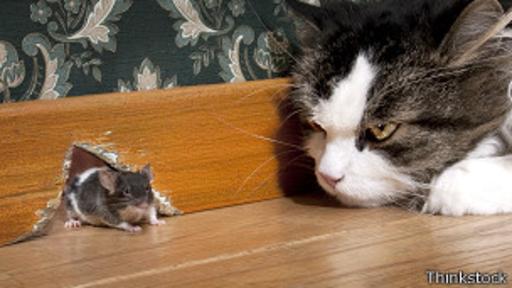 Según los estudios, aunque los ratones se estresan más si estuvieron de jóvenes expuestos a la orina de gato, tienden a huir con menos frecuencia.