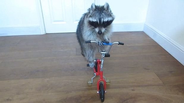 Mapache muestra su habilidad para manejar bicicleta [VIDEO]