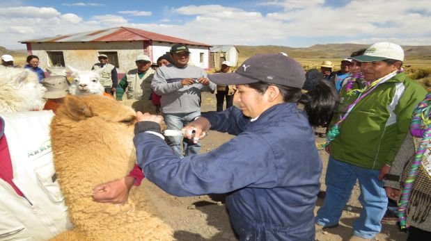 Agricultura entrega kits veterinarios para proteger camélidos
