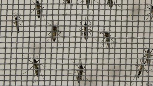 Al cruzar diferentes estímulos, los mosquitos reducen sus posibilidades de error.
