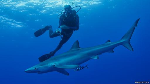 Ya hay buceadores y surfistas que utilizan dispositivos para repeler tiburones.