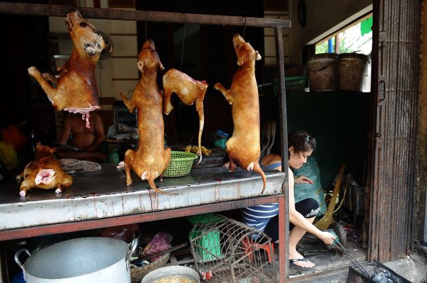 TO GO WITH Lifestyle-Vietnam-society-animal,FEATURE by Tran Thi Minh HaThis photo taken on July 26, 2012 shows slaughtered dogs hanging up for sale in front of a dog meat shop on a street in Hanoi. Canine meat has long been on the menu in Vietnam. For many older Vietnamese, dogs are an essential part of traditional Vietnamese cuisine that can coexist with pet ownership.   GRAPHIC CONTENT   AFP PHOTO / HOANG DINH Nam