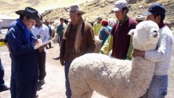 Puno celebra el Día Nacional de la Alpaca