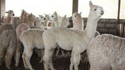 Puno: Invertirán más de S/.80 mlls. en crianza de alpacas