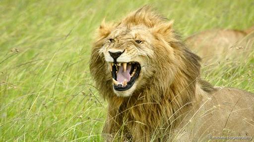 La llamada reacción de Flehman permite a los leones detectar sustancias químicas en los aromas. Los caballos tienen una respuesta similar al oler la orina de las hembras.