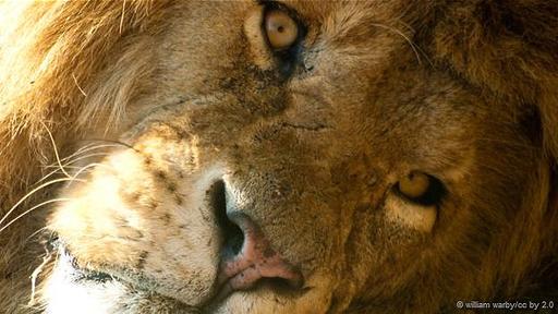 Algunos leones viven en manadas con varias hembras. Otros lo hacen solos o en parejas. Durante su vida pueden cambiar de un grupo a otro.