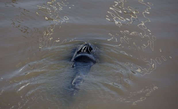 A lost whale swims in Puerto Madero, Buenos Aires, Argentina, Monday, Aug. 3, 2015. Authorities have not identified the type of whale, and it's unclear how they will get it back to sea. A port police boat is traversing the waterway, apparently trying to lure the animal to the connecting Rio de la Plata river, which feeds into the Atlantic Ocean. (AP Photo/Natacha Pisarenko)