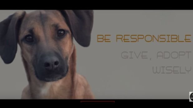 Conmovedor video muestra la realidad de perros abandonados