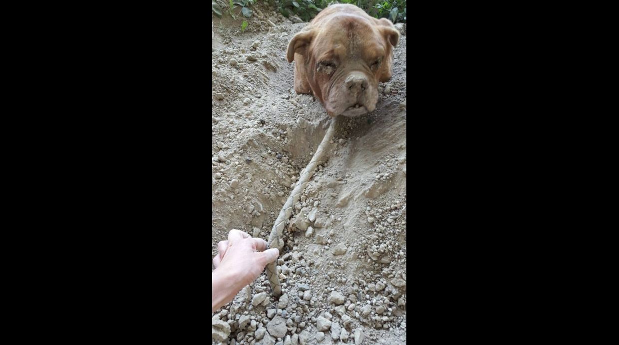 Caso de perra enterrada viva por su dueño indigna en Francia