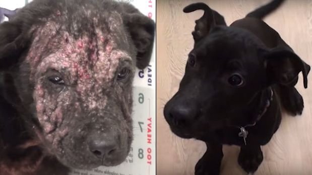 Mira el increíble cambio de un perro que fue salvado de morir