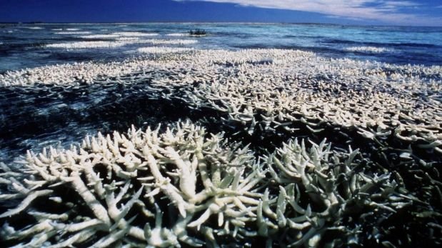 Indonesia: solo el 30% de corales está en buenas condiciones