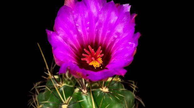 Video shows in slow motion like a flower blooms