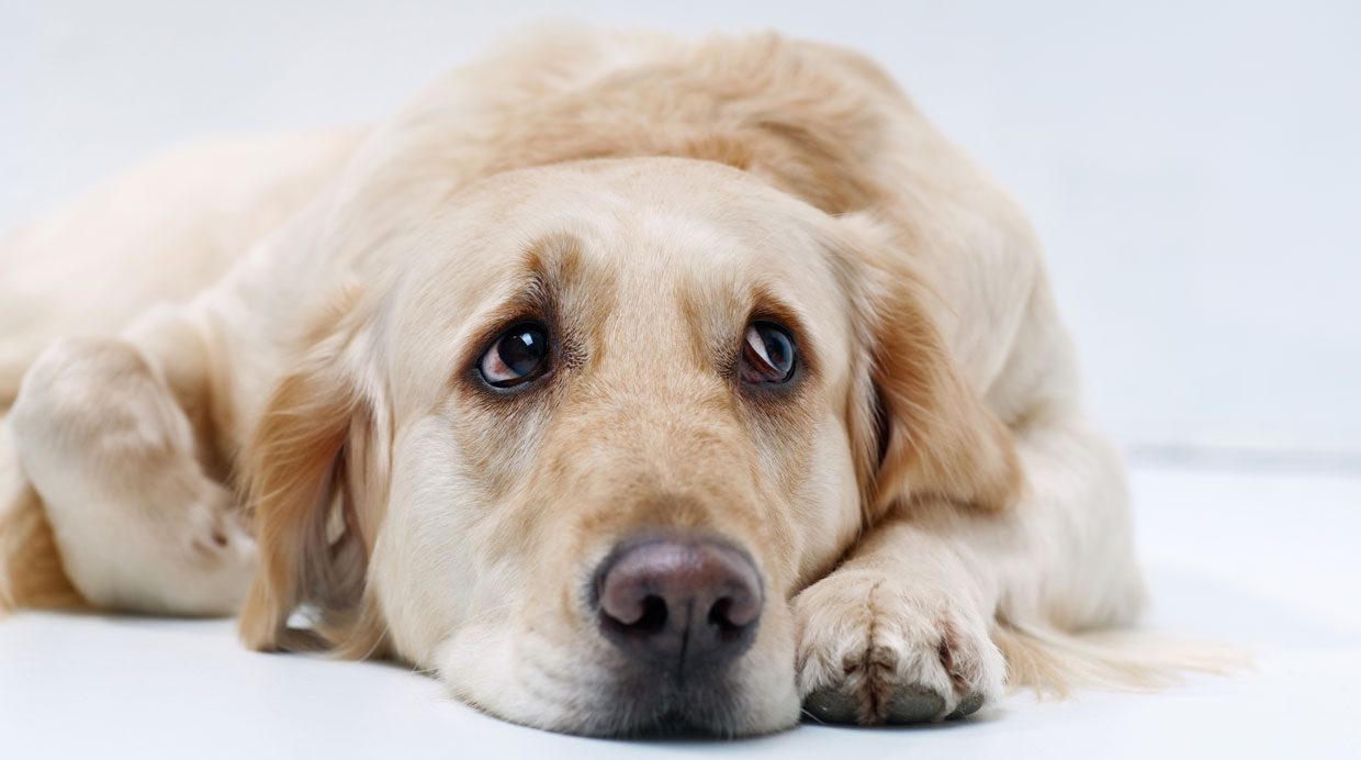 Especies. La depresión es más común en perros.(Foto: Shutterstock)