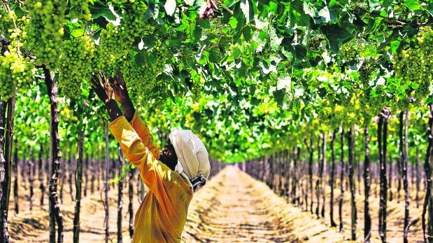 Uvas. El Norte supera a Ica en cultivos de Uva. Agosto 2015