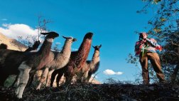 Las llamas ecológicas que surcan el Urubamba