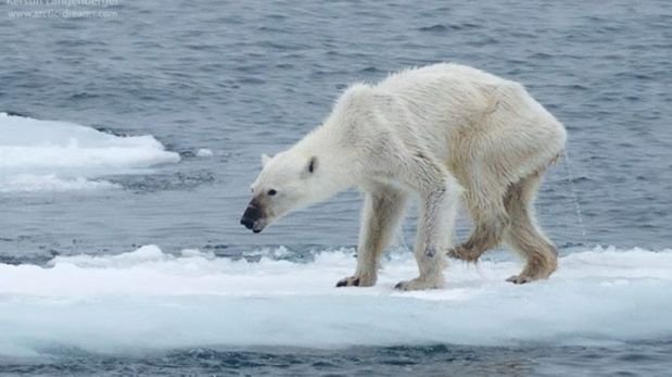 Fotografía de osa polar desnutrida crea alarma sobre el clima