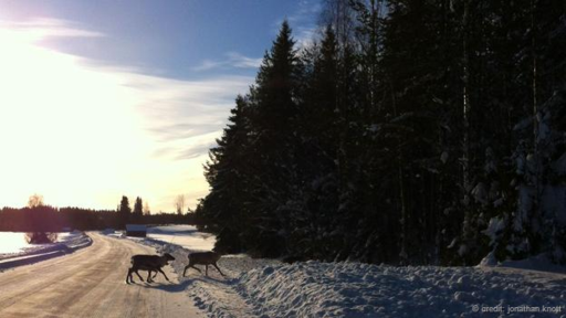 Los renos son comunes en el camino a Burträsk, en el norte de Suecia. (Foto: Jonathan Knott)