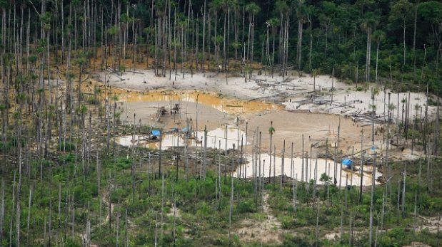 La deforestación mundial de bosques se redujo en el año 2014