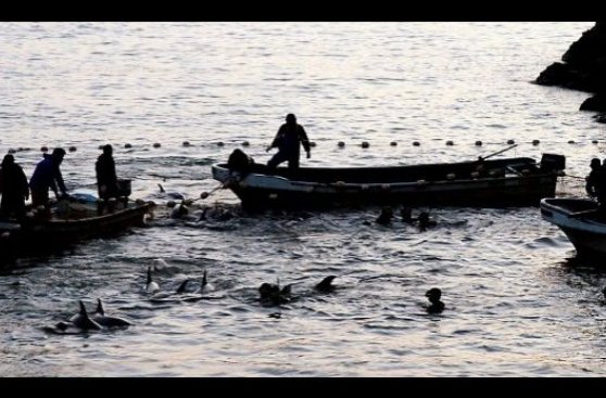 Japón comienza nueva temporada de pesca de delfines