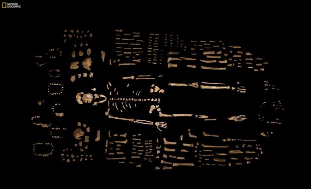 This photo provided by National Geographic from their October 2015 issue shows a composite skeleton of Homo naledi surrounded by some of the hundreds of other fossil elements recovered from the Rising Star cave in South Africa, photographed at the Evolutionary Studies Institute of the University of the Witwatersrand in Johannesburg, South Africa. In an announcement made Thursday, Sept. 10, 2015, scientists say the fossils revealed the new member of the human family tree. The expedition team was led by Lee Berger of the university. (Robert Clark/National Geographic, Lee Berger/University of the Witwatersrand via AP) IMAGE MUST INCLUDE NATIONAL GEOGRAPHIC LOGO; CROPPING NOT PERMITTED; MANDATORY CREDIT: 