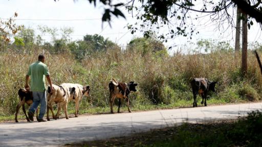 Los cubanos a menudo bromean diciendo que las vacas son tan sagradas en la isla como en India. (Foto: Getty Images)