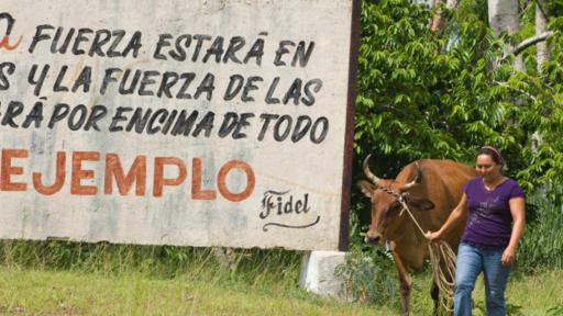 Las autoridades cubanas no han logrado detener la reducción de la masa ganadera. (Foto: Getty Images)