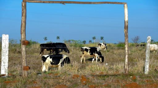 La severidad de las condenas por hurto y sacrificio de ganado mayor en Cuba aumentó en 1999. (Foto: Getty Images)