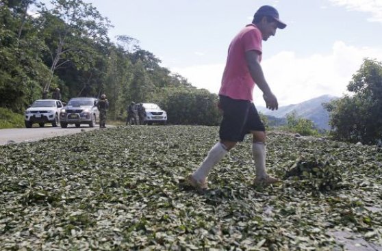 Vraem: destinarán S/. 18 millones para erradicar hoja de coca