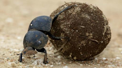 El escarabajo pelotero se alimenta de las heces frescas. También las usa para despositar allí sus larvas.