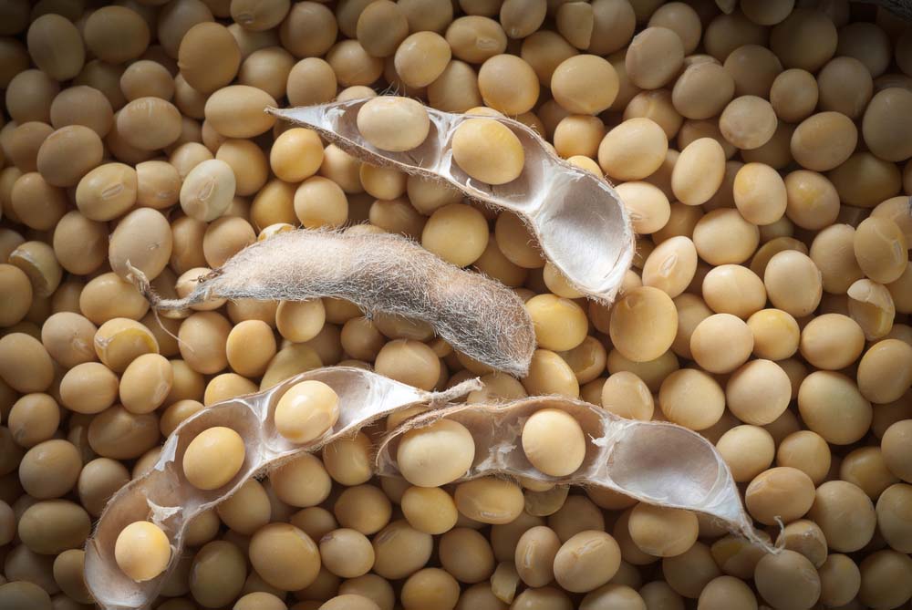 El consumo habitual de soya ayuda a controlar el nivel de colesterol en la sangre y es un aliado contra las enfermedades del corazón. (Foto: Shutterstock)