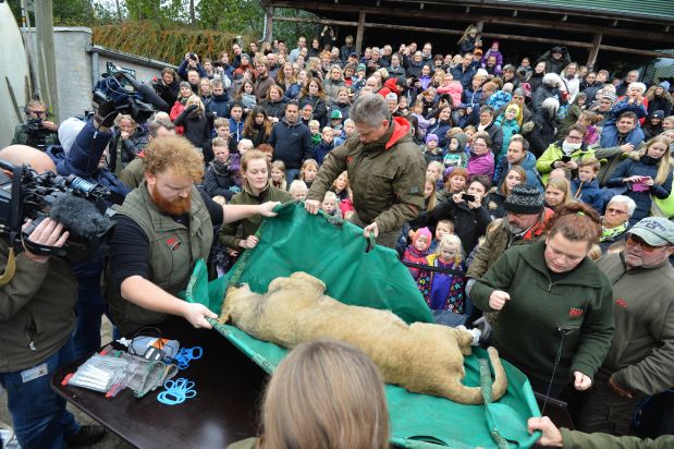 A dead male lion is carried to the table to be prepared for public dissection in front of children in Odense Zoo, Denmark, Thursday, Oct 15, 2015. This year the zoo has killed three of its lions, saying they had failed to find new homes for them despite numerous attempts. (Ole Frederiksen/Polfoto via AP)  DENMARK OUT
