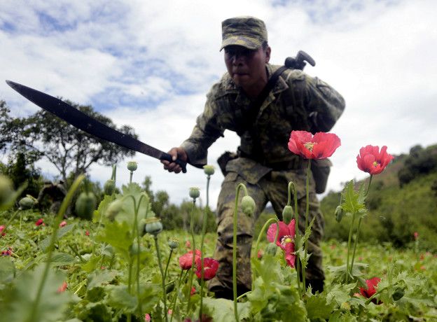 En el último año, de acuerdo al gobierno de México, se han erradicado 21.000 hectáreas de cultivos de amapola. (Foto: Getty)