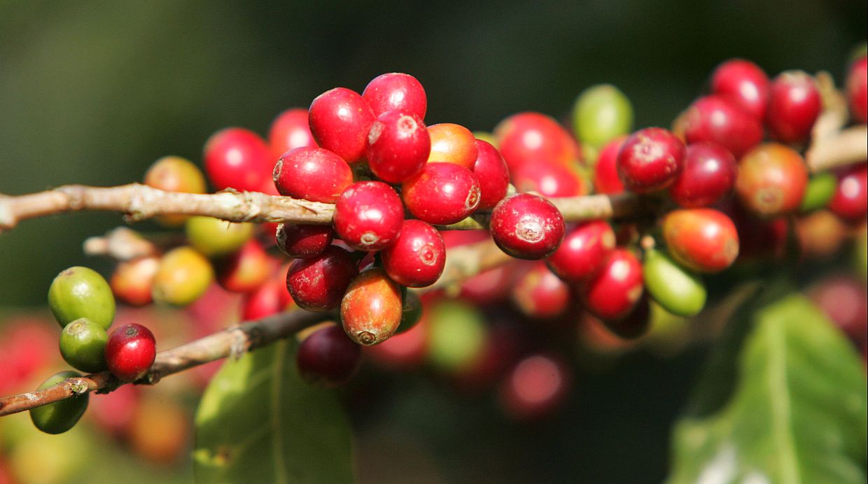 Del cerezo al café tostado, toda la cadena de producción contribuye en la creación de un café de óptima calidad. (Foto:Lino Chipana /El Comercio)